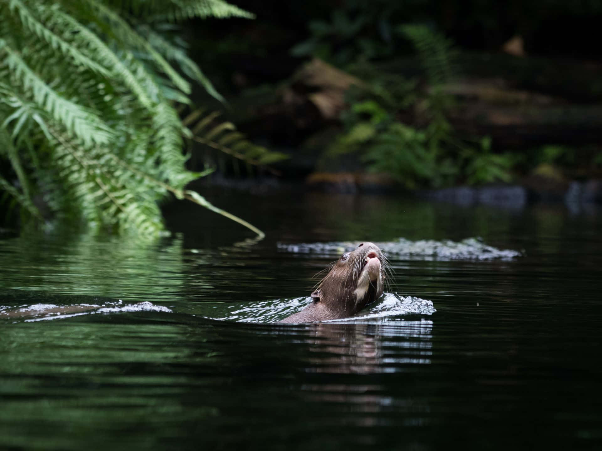 Download Giant Otter Swimmingin River Wallpaper | Wallpapers.com