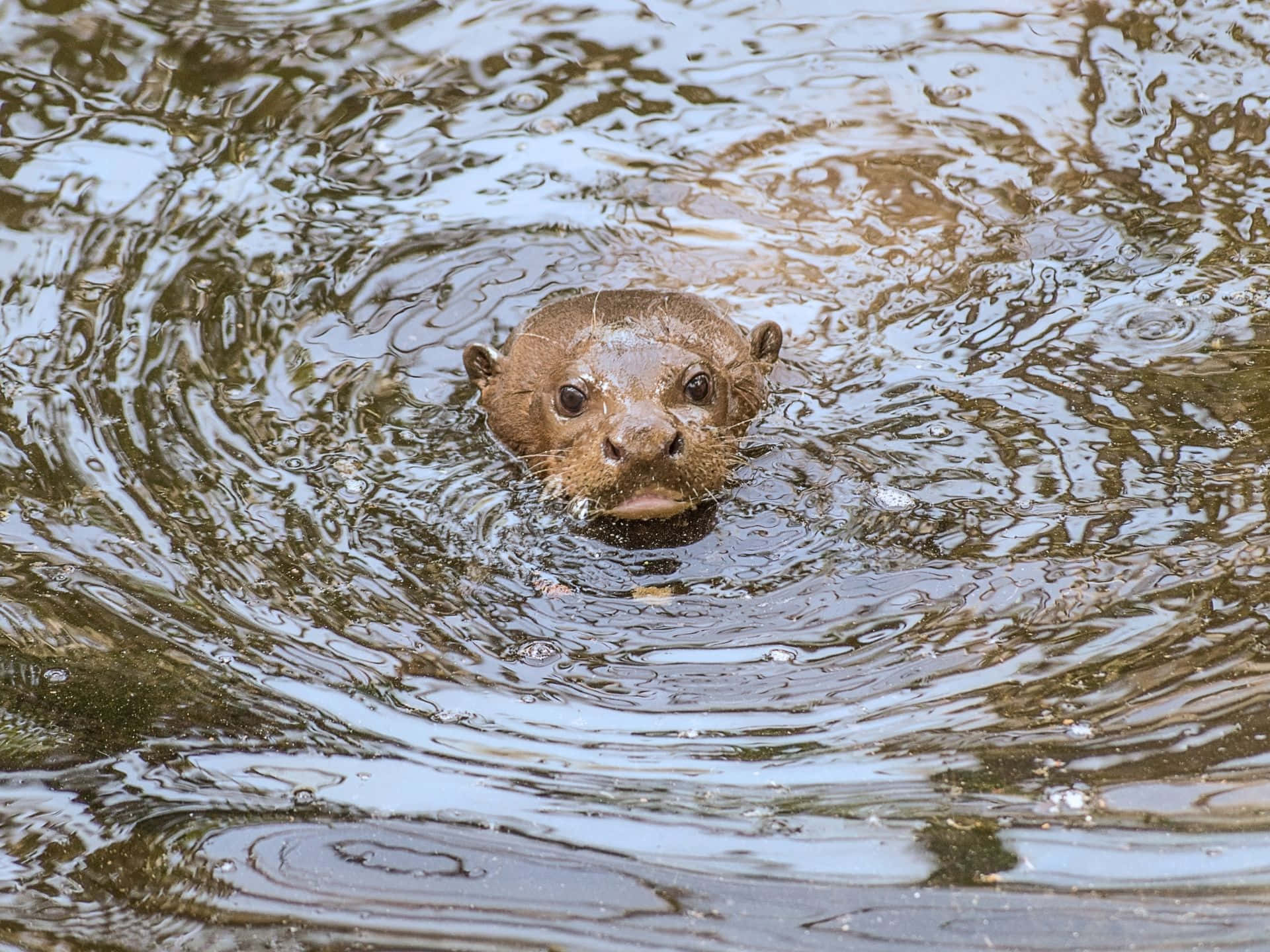 Giant Otter Swimmingin Water.jpg Wallpaper