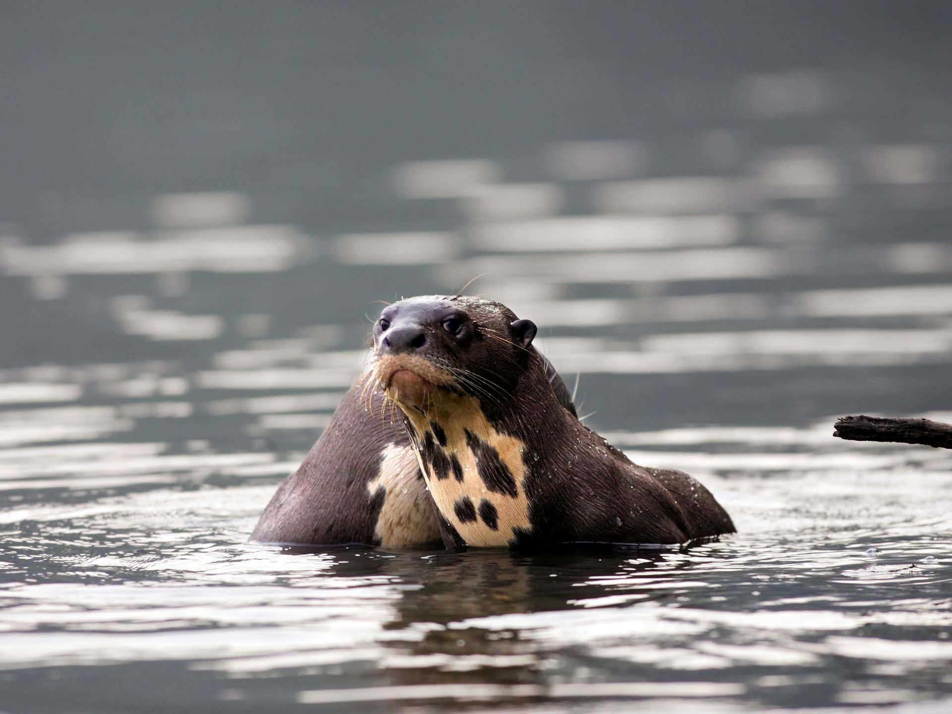 Giant Otter Swimmingin Water Wallpaper