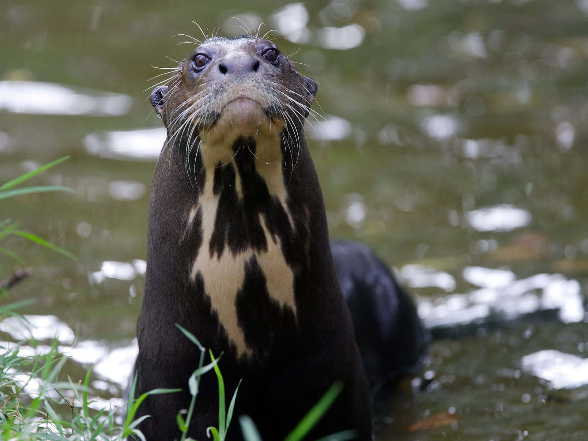 Giant Otter Up Close.jpg Wallpaper