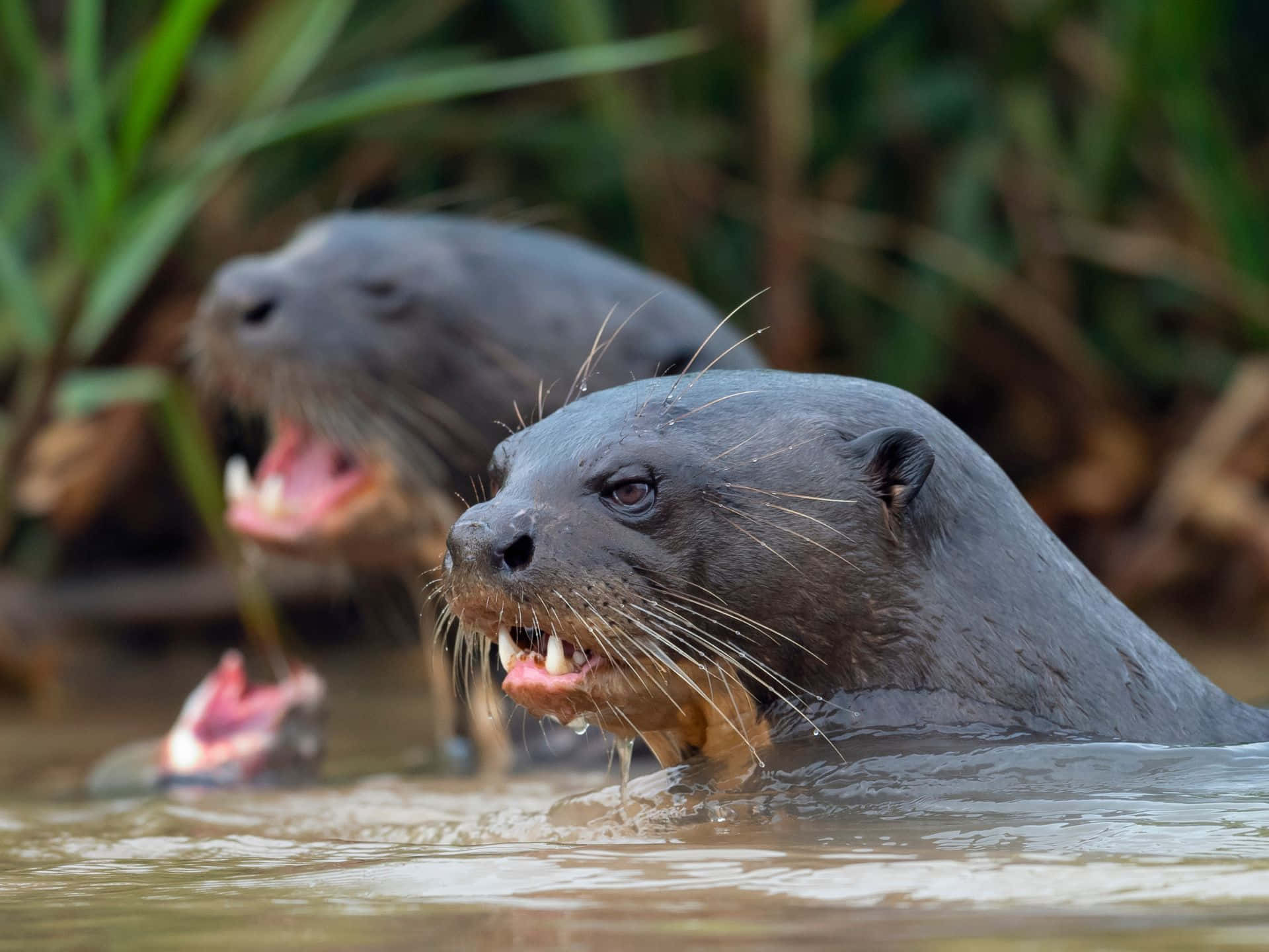 Giant Otters In Water Wallpaper