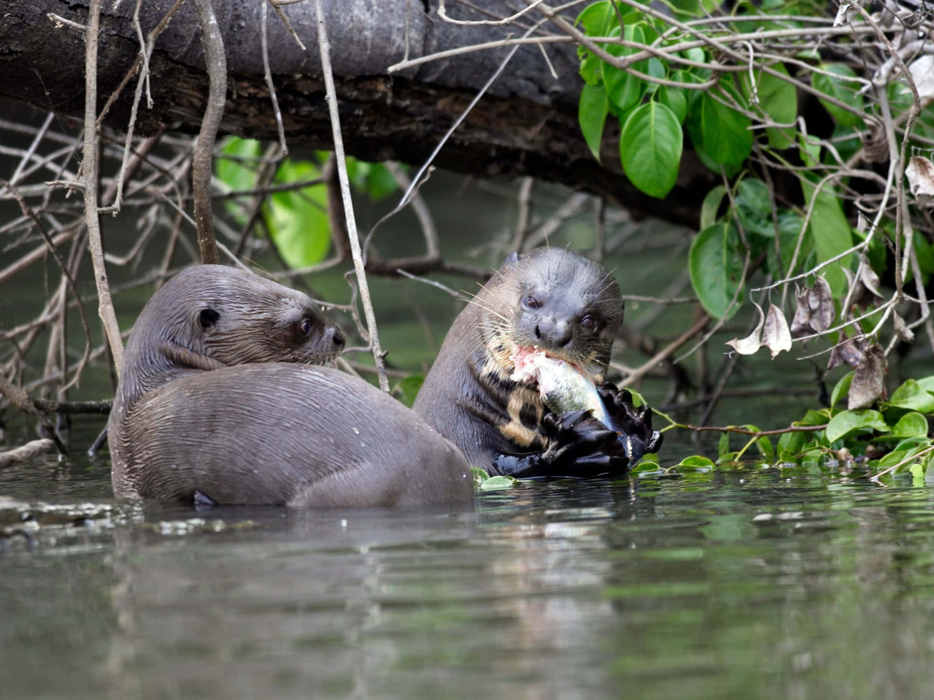 Giant Otters Restingand Eating Fish Wallpaper