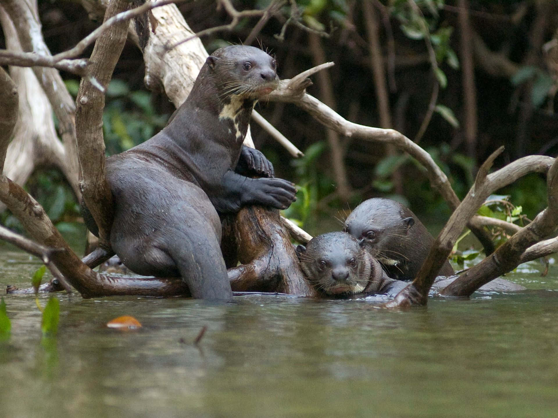 Giant Otters Restingon Driftwood Wallpaper