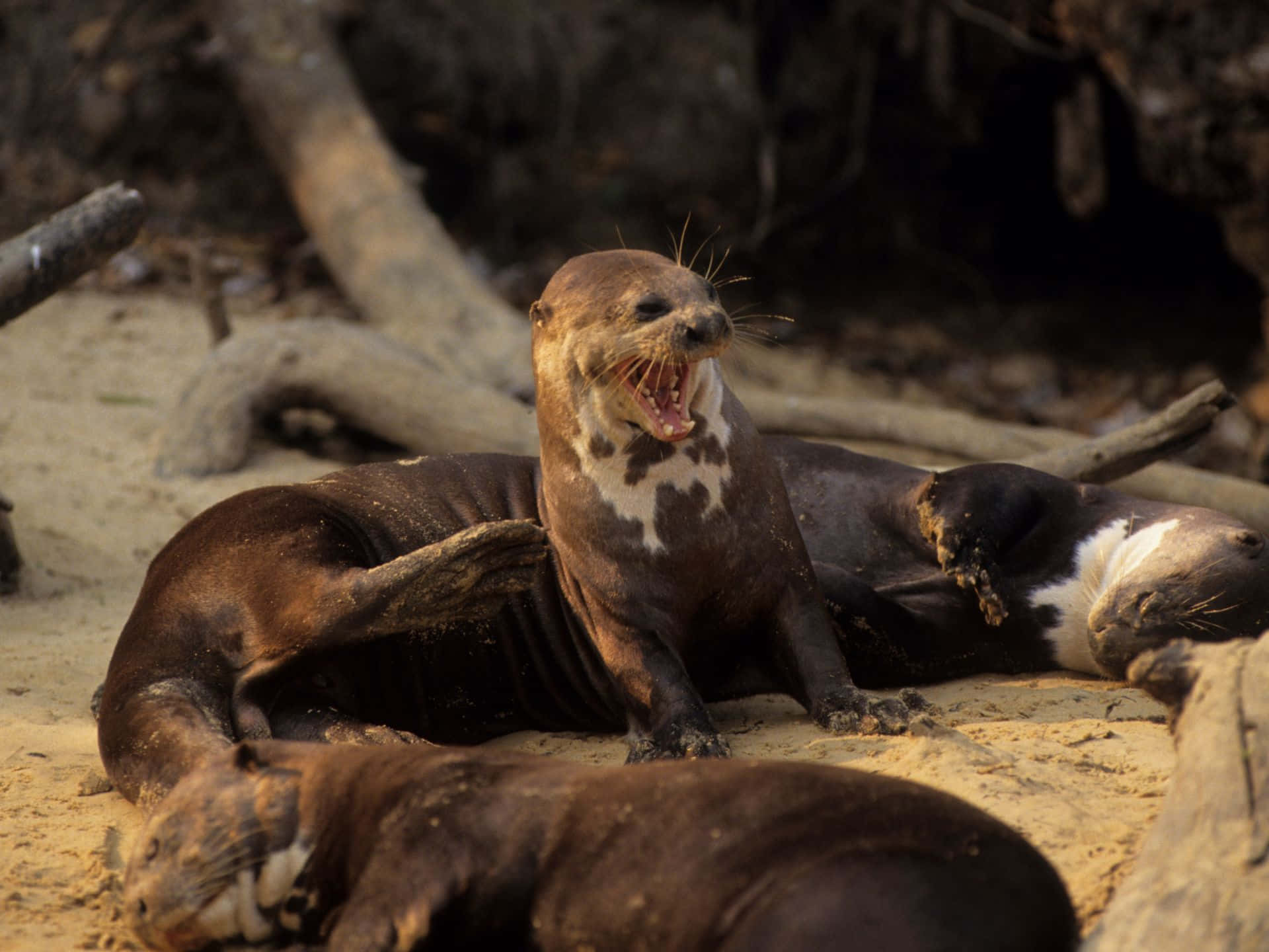 Giant Otters Restingon Riverbank Wallpaper