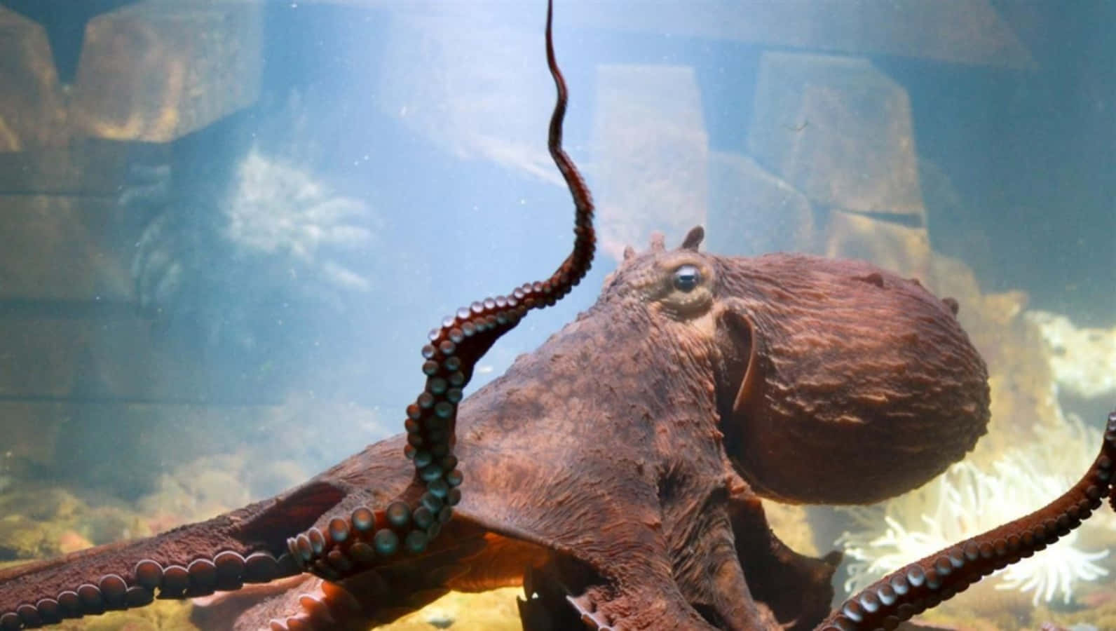 Giant Pacific Octopus Aquarium Display Wallpaper