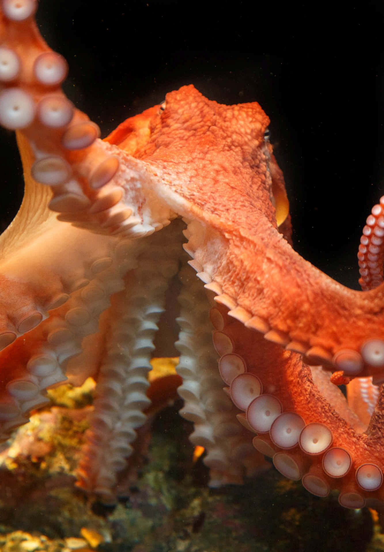 Giant Pacific Octopus Arms Wallpaper