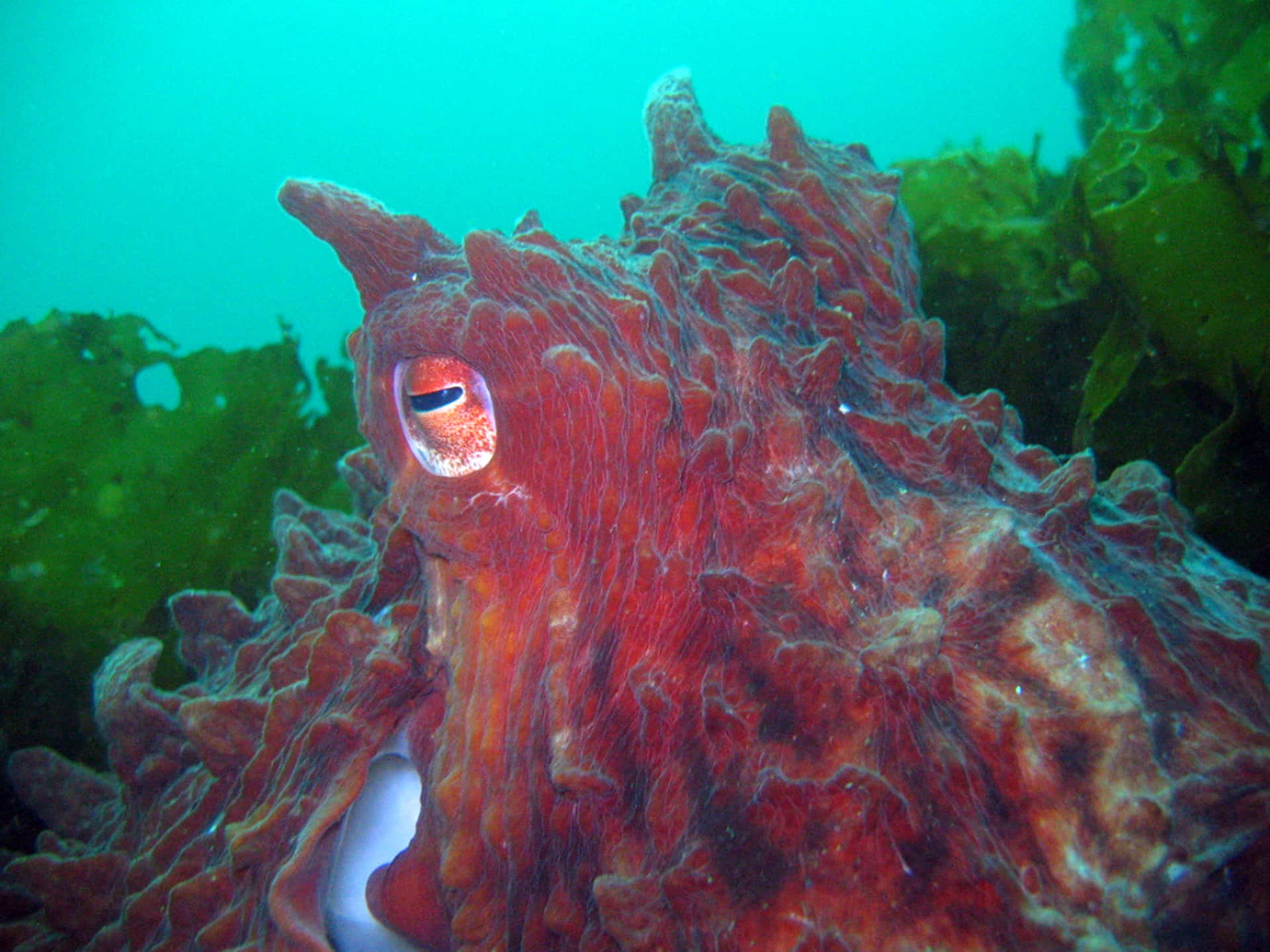 Giant Pacific Octopus Camouflage.jpg Wallpaper