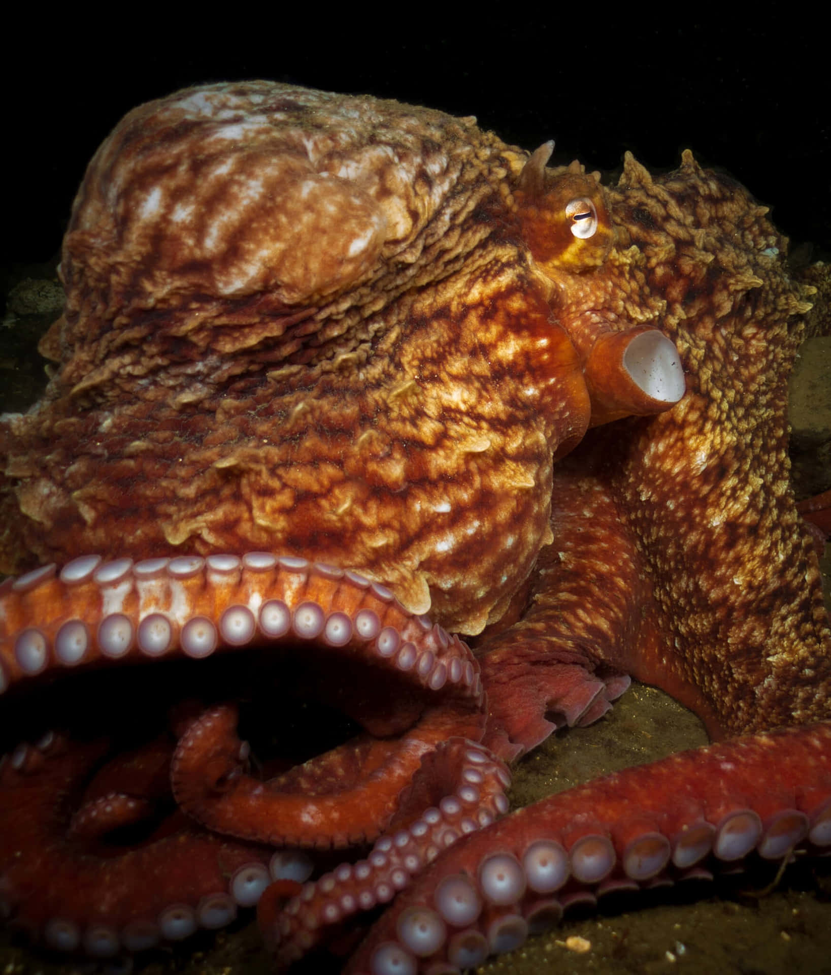 Giant Pacific Octopus Camouflage Wallpaper