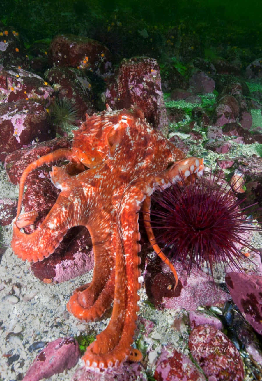 Giant Pacific Octopus Camouflage Wallpaper