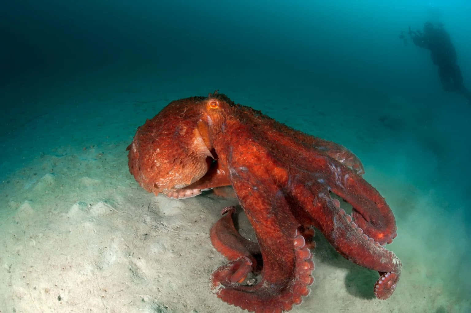 Giant Pacific Octopus Camouflaged Wallpaper