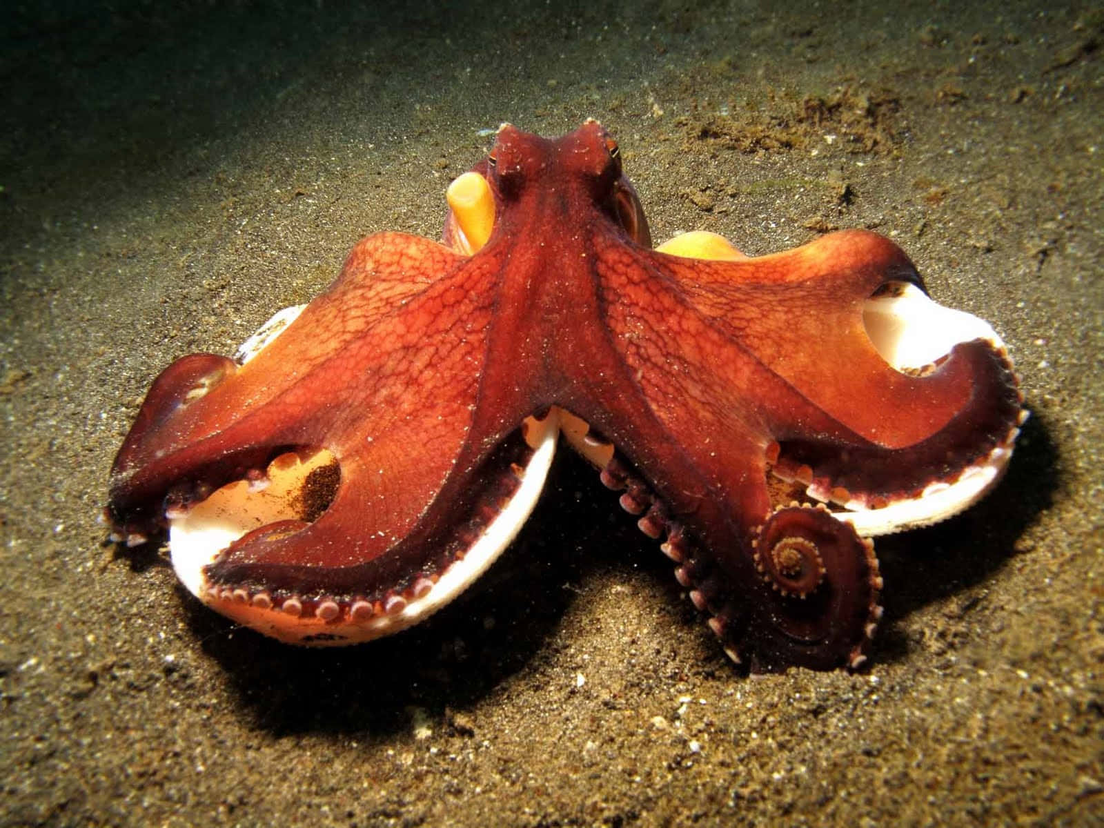 Giant Pacific Octopus Camouflagedon Ocean Floor.jpg Wallpaper