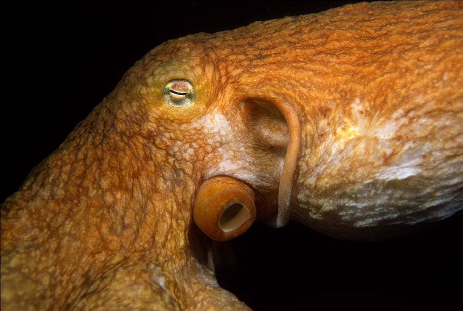Giant Pacific Octopus Closeup Wallpaper