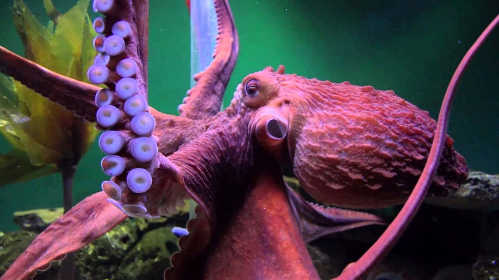 Giant Pacific Octopus Display Wallpaper