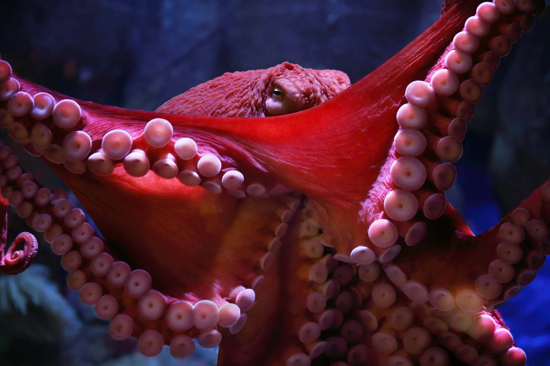 Giant Pacific Octopus Display Wallpaper