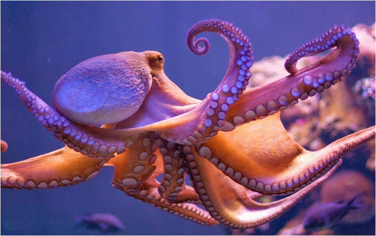 Giant Pacific Octopus Swimming Wallpaper