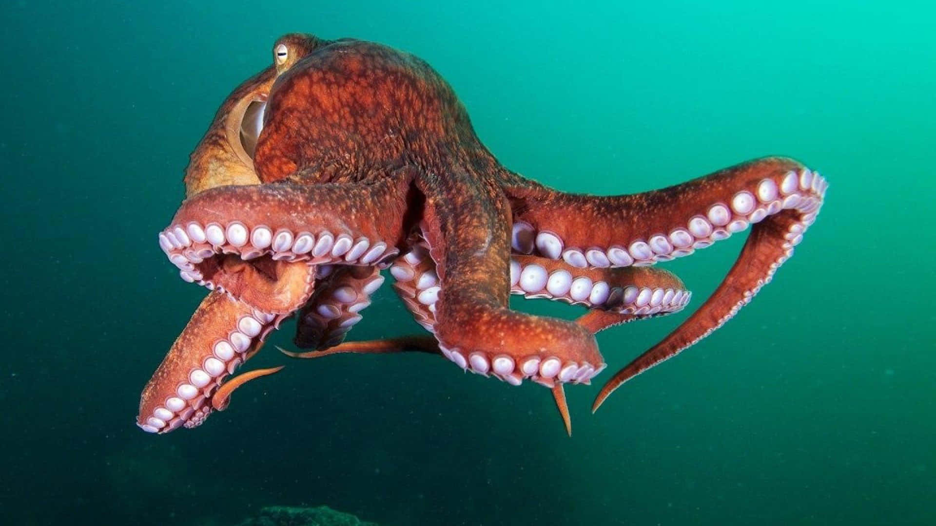 Giant Pacific Octopus Swimming Wallpaper