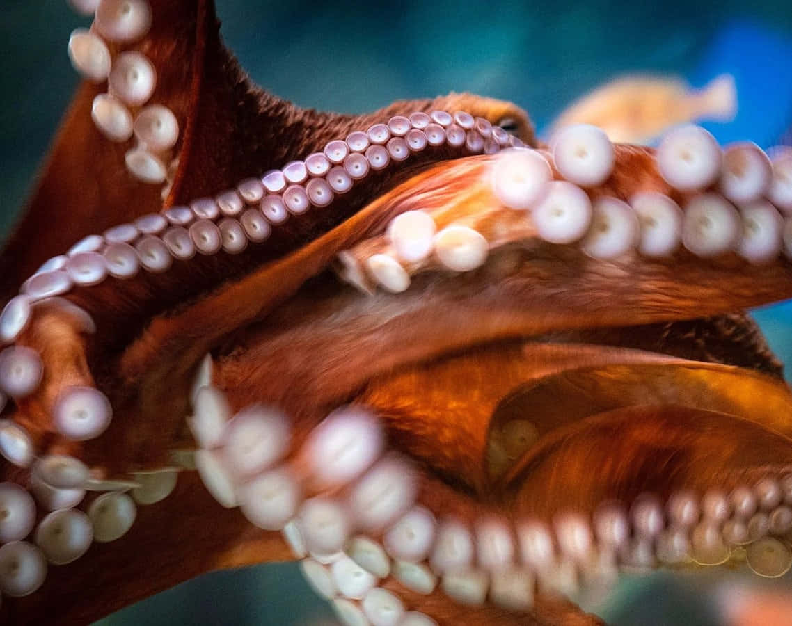 Giant Pacific Octopus Tentacles Wallpaper