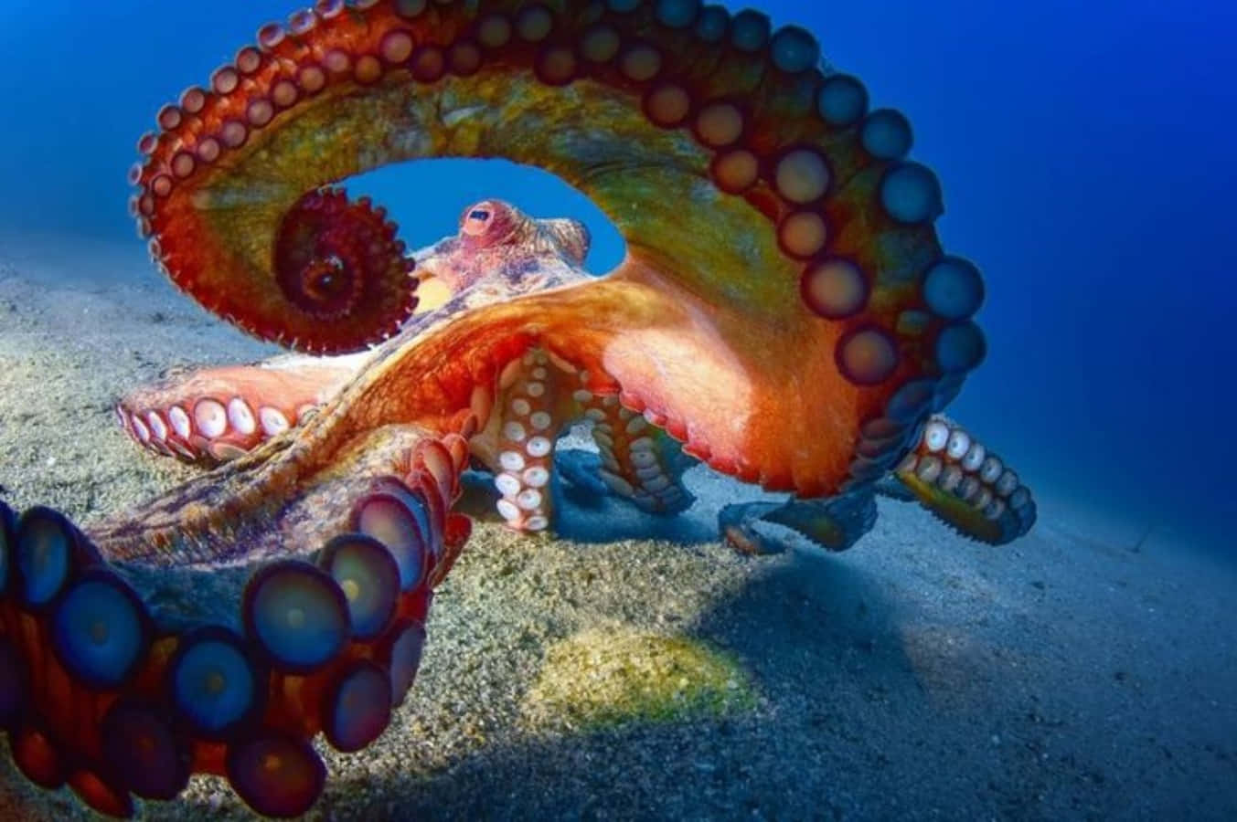 Giant Pacific Octopus Underwater Wallpaper