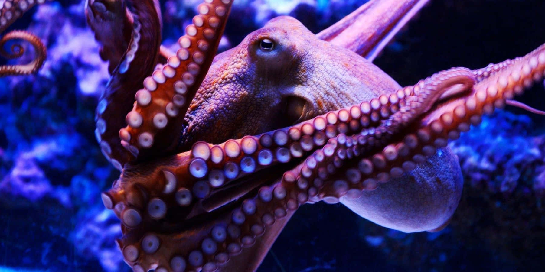 Giant Pacific Octopus Underwater Display Wallpaper