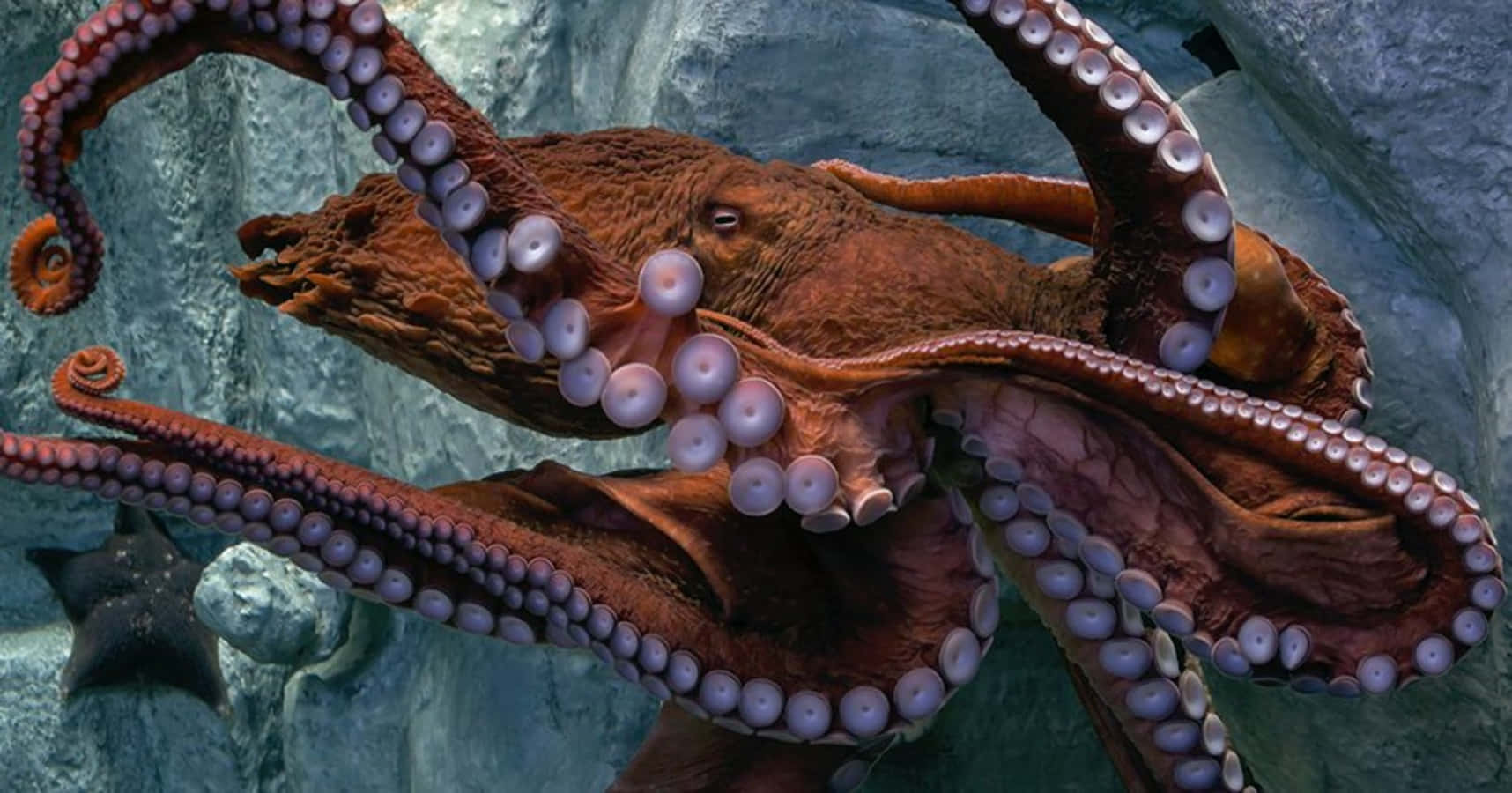 Giant Pacific Octopus Underwater Display Wallpaper