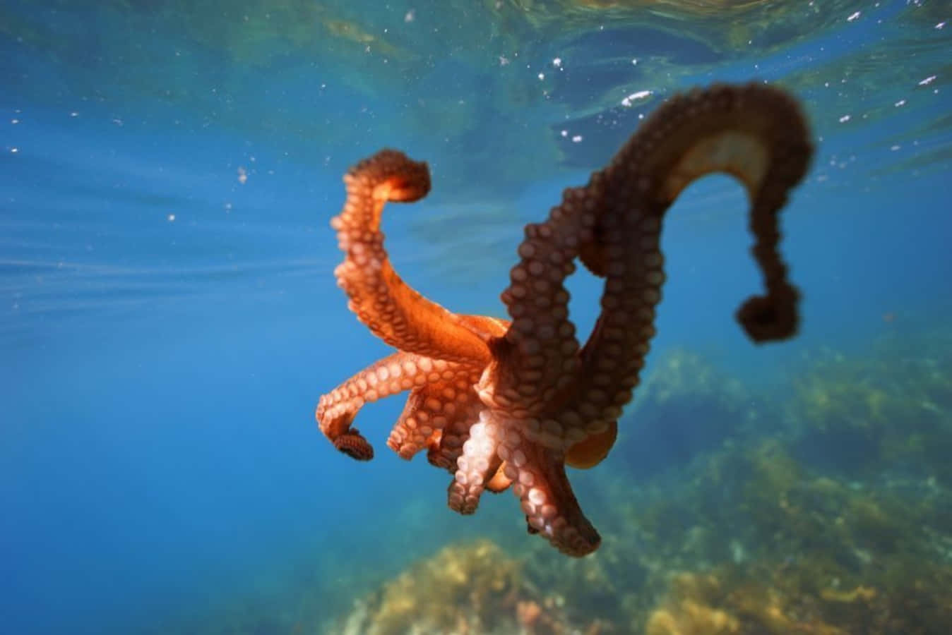 Giant Pacific Octopus Underwater Wallpaper