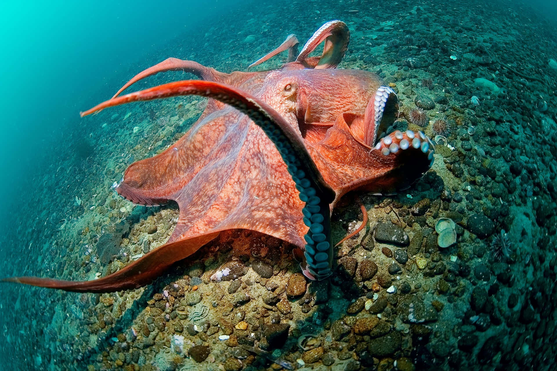 Giant Pacific Octopus Underwater Wallpaper