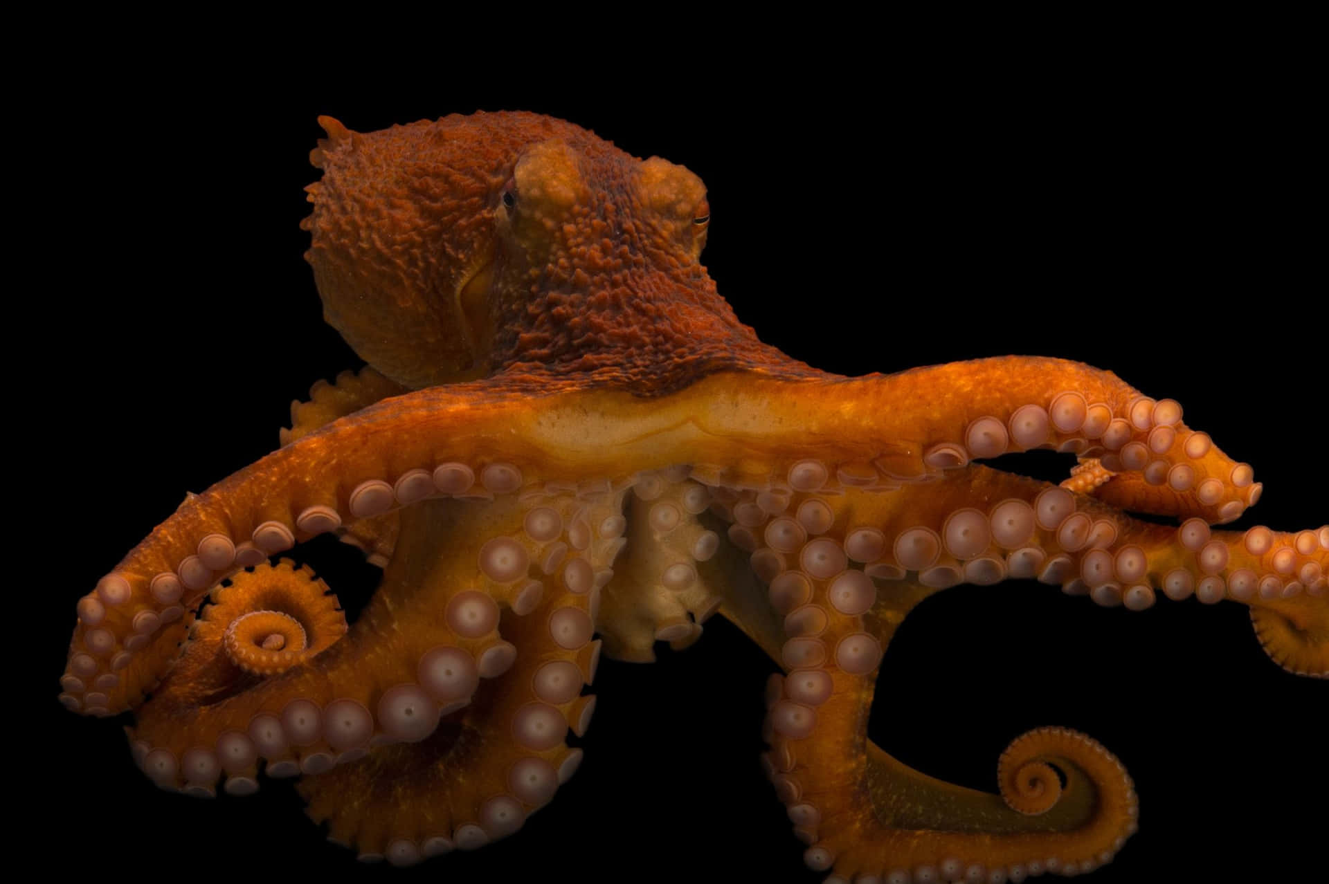Giant Pacific Octopusin Dark Waters Wallpaper