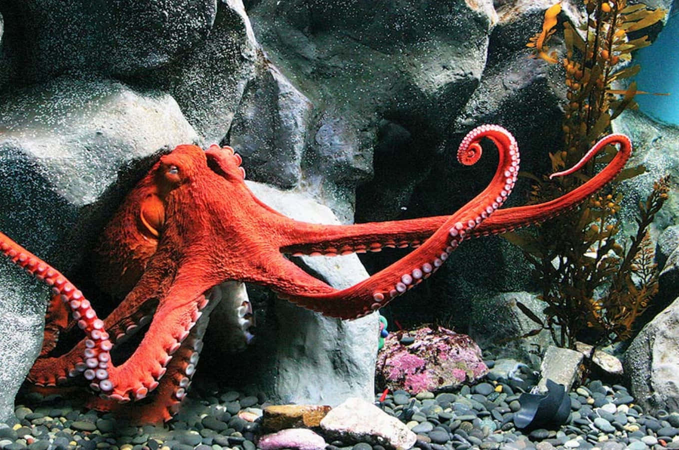 Giant Pacific Octopusin Habitat.jpg Wallpaper