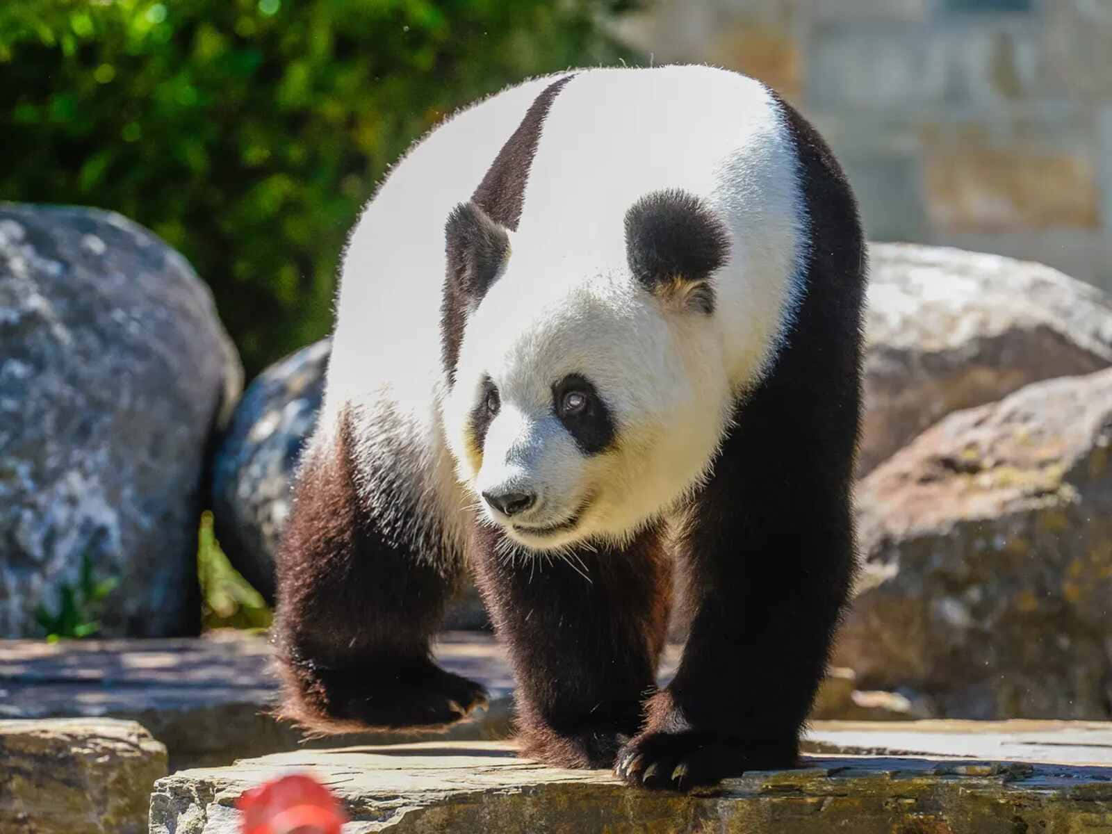 Giant Panda Adelaide Zoo Wallpaper