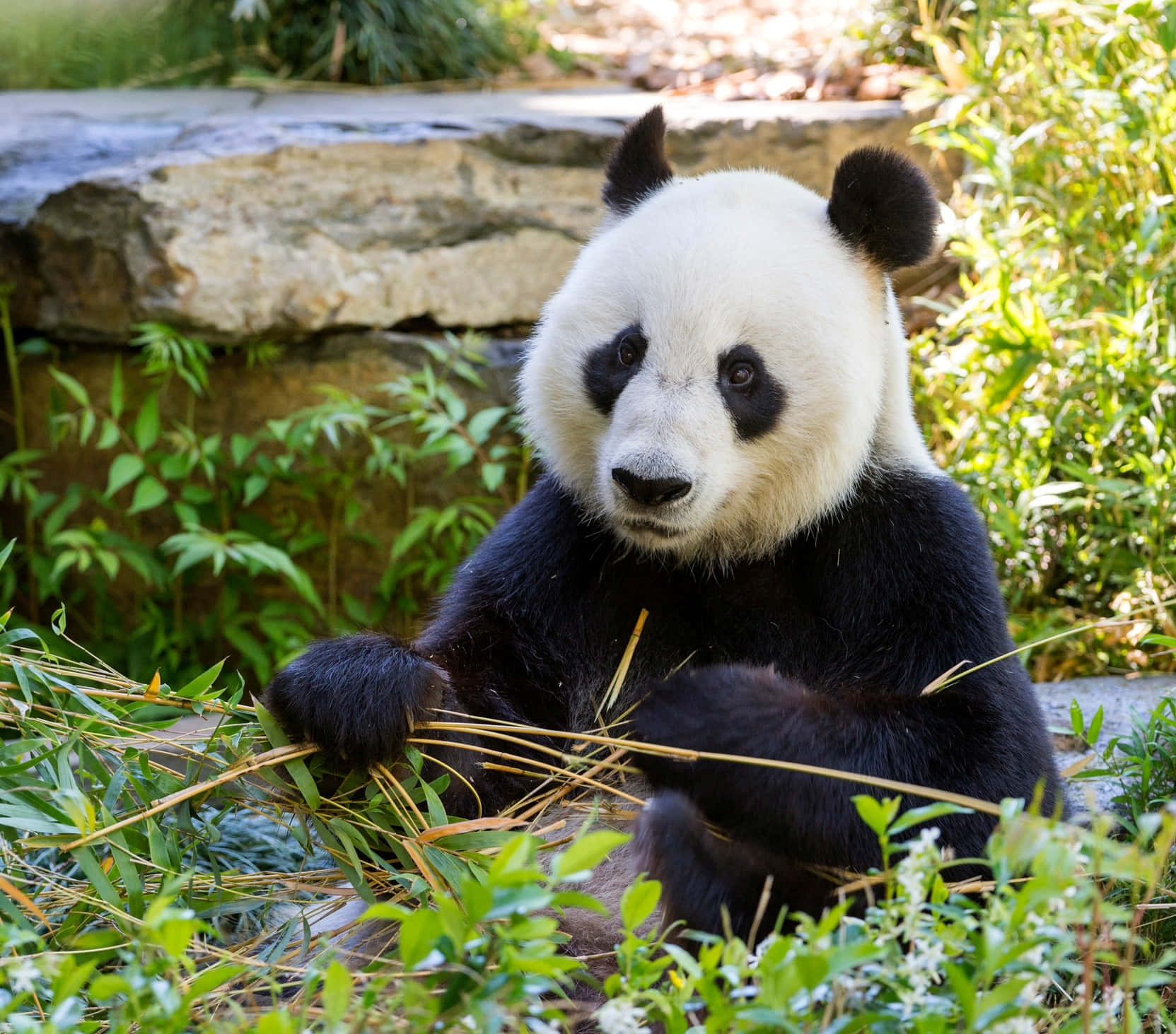 Giant Panda Adelaide Zoo Wallpaper