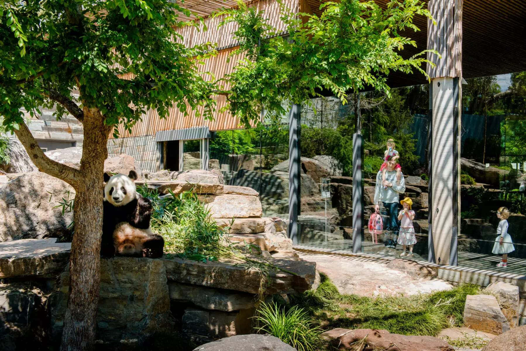 Giant Panda Adelaide Zoo Enclosure Wallpaper