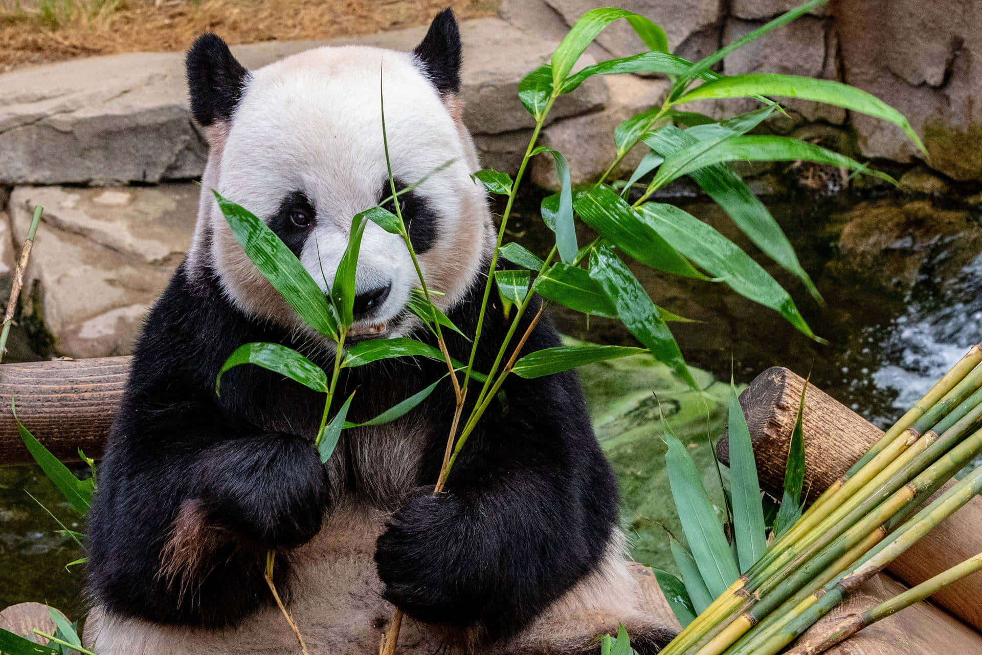 Giant Panda Bamboo Leaves Background