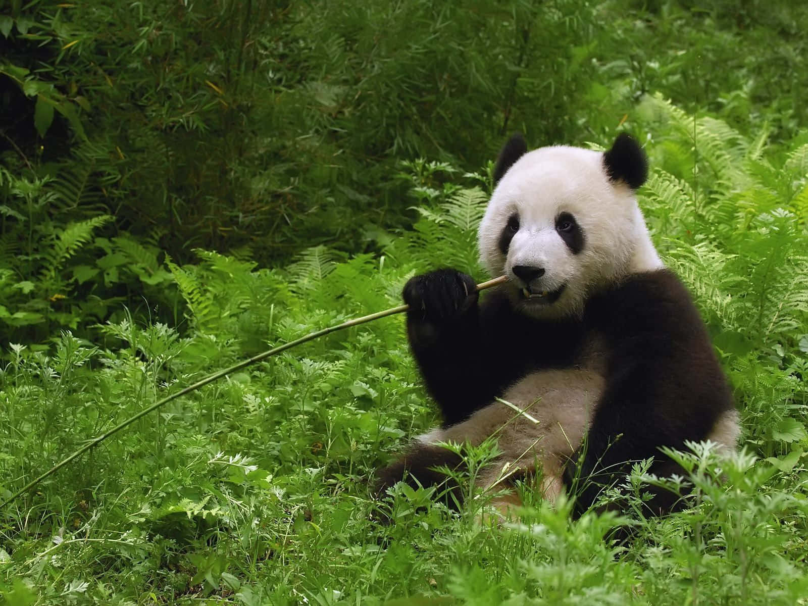 Giant Panda Bamboo Stem Wallpaper
