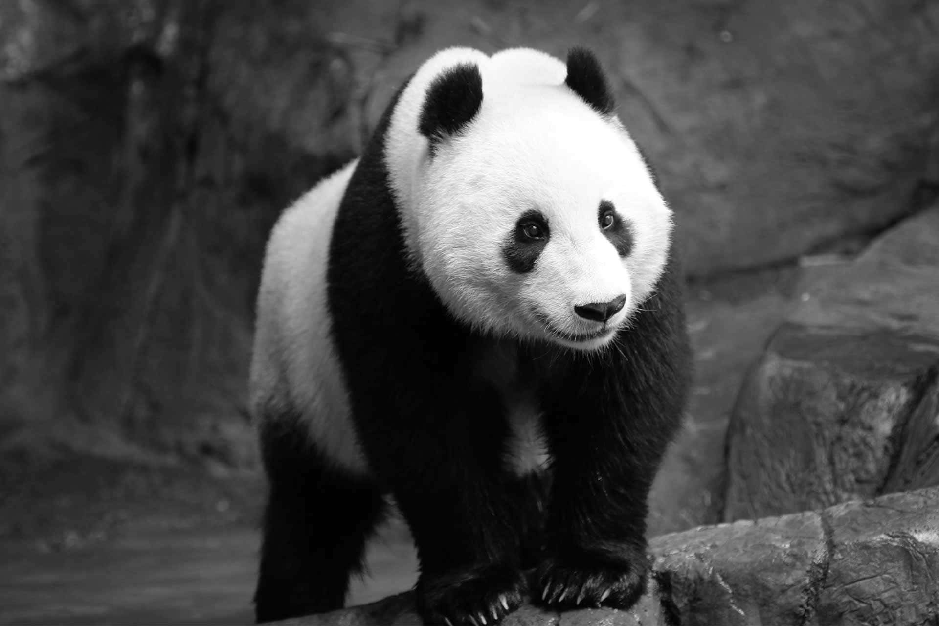 Giant Panda Black And White Wallpaper