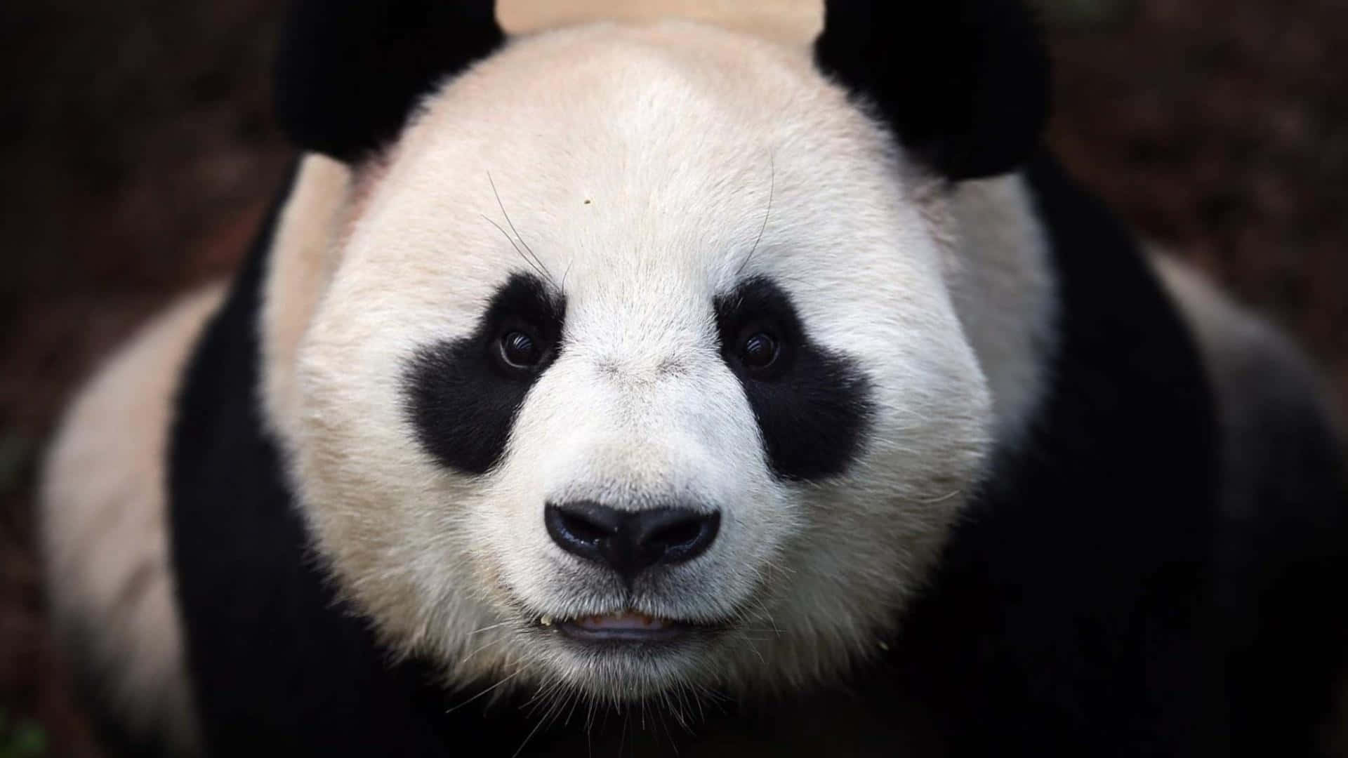 Giant Panda Black Fur Around Eyes Background