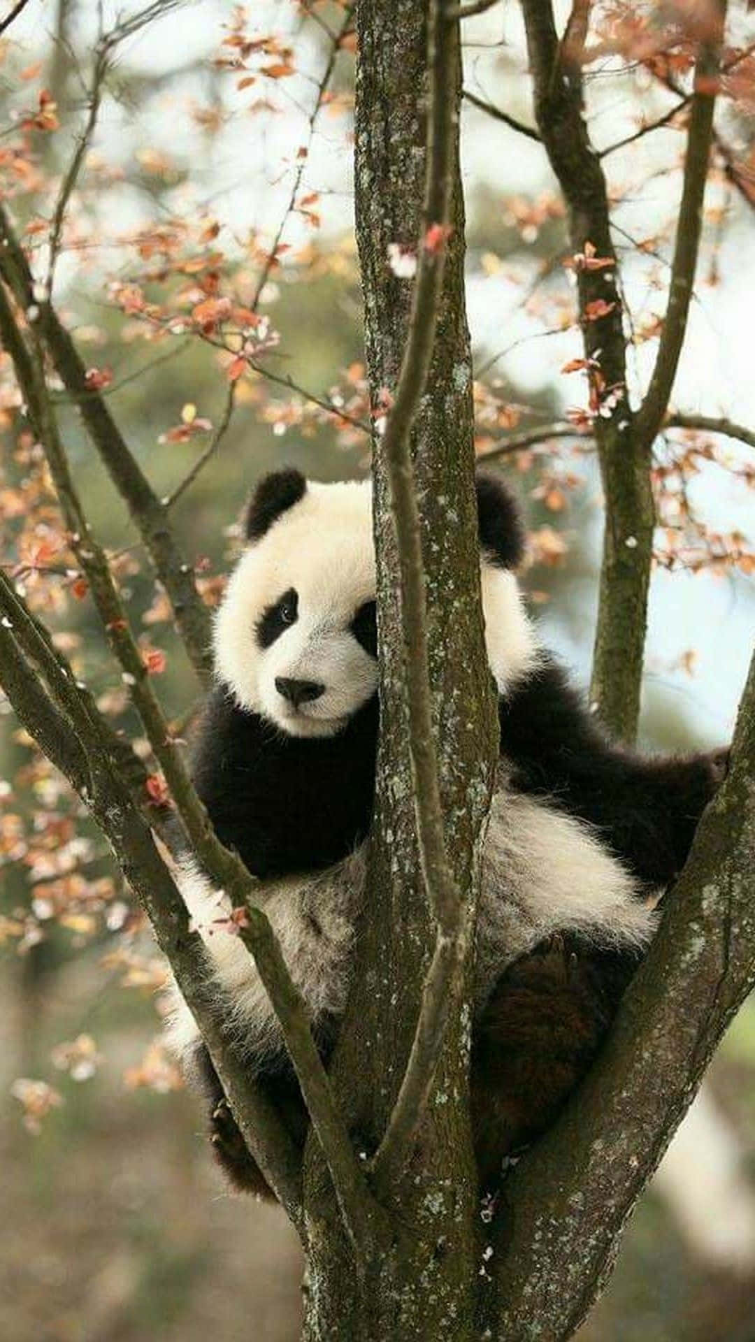 Giant Panda Branches Of Tree Background
