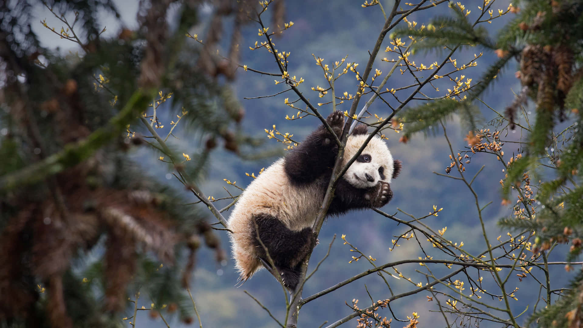 Giant Panda Climbing On Tree Wallpaper