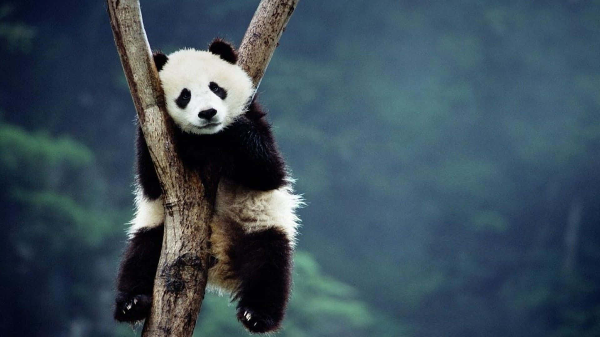 Giant Panda Climbing Tree Branches Background