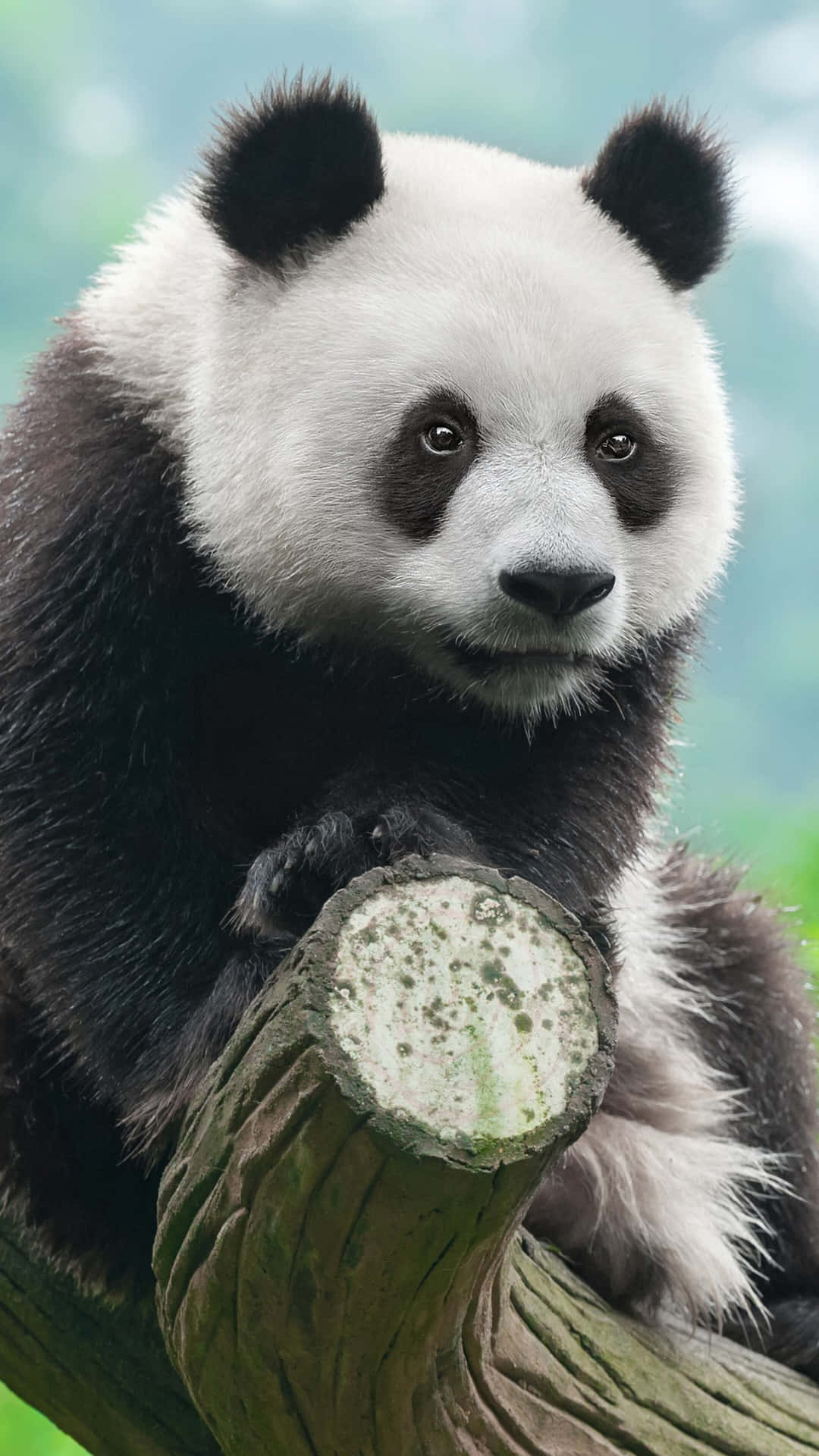 Giant Panda Clinging To Tree Branch Background