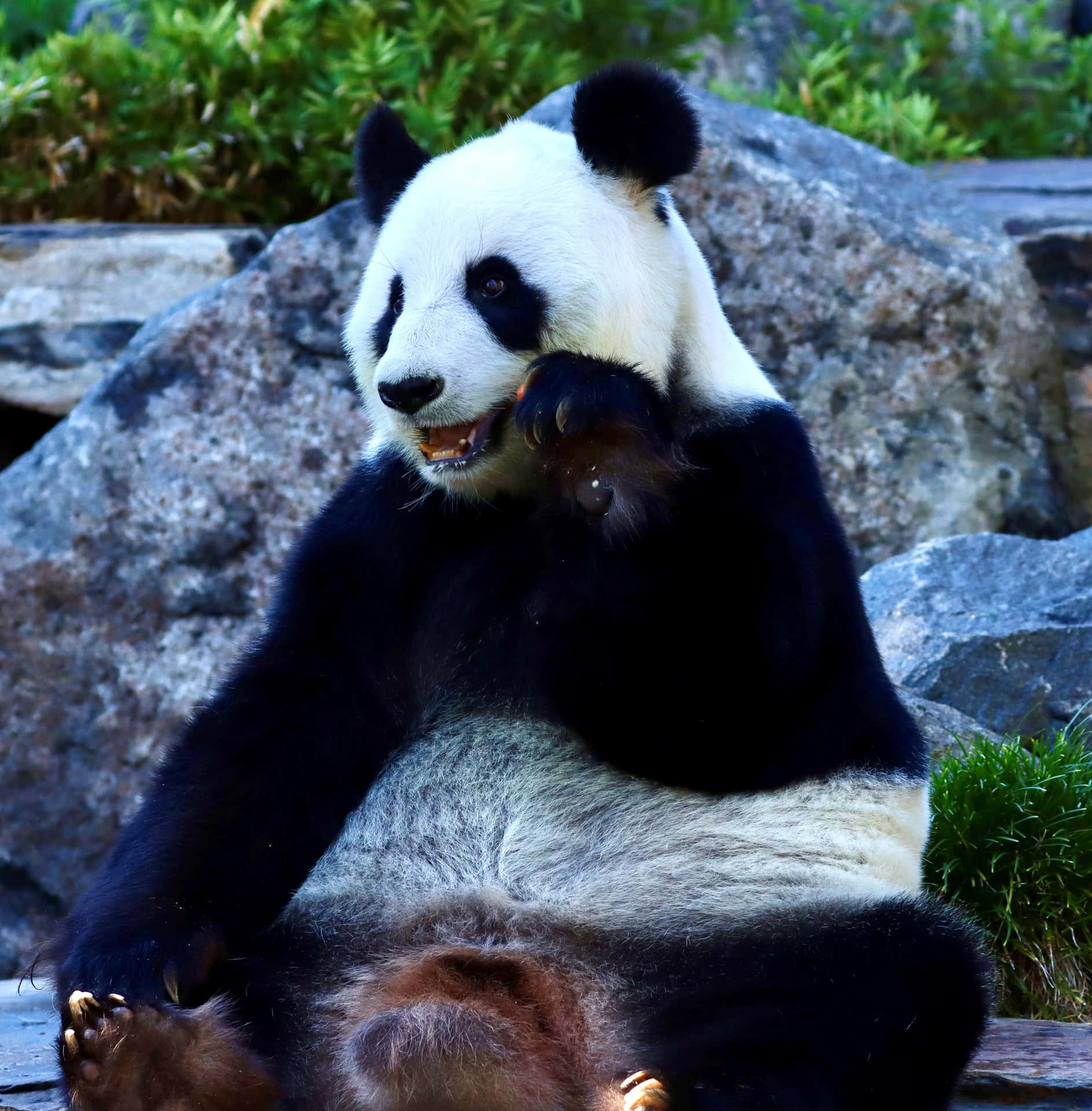 Giant Panda Eating Adelaide Zoo Wallpaper