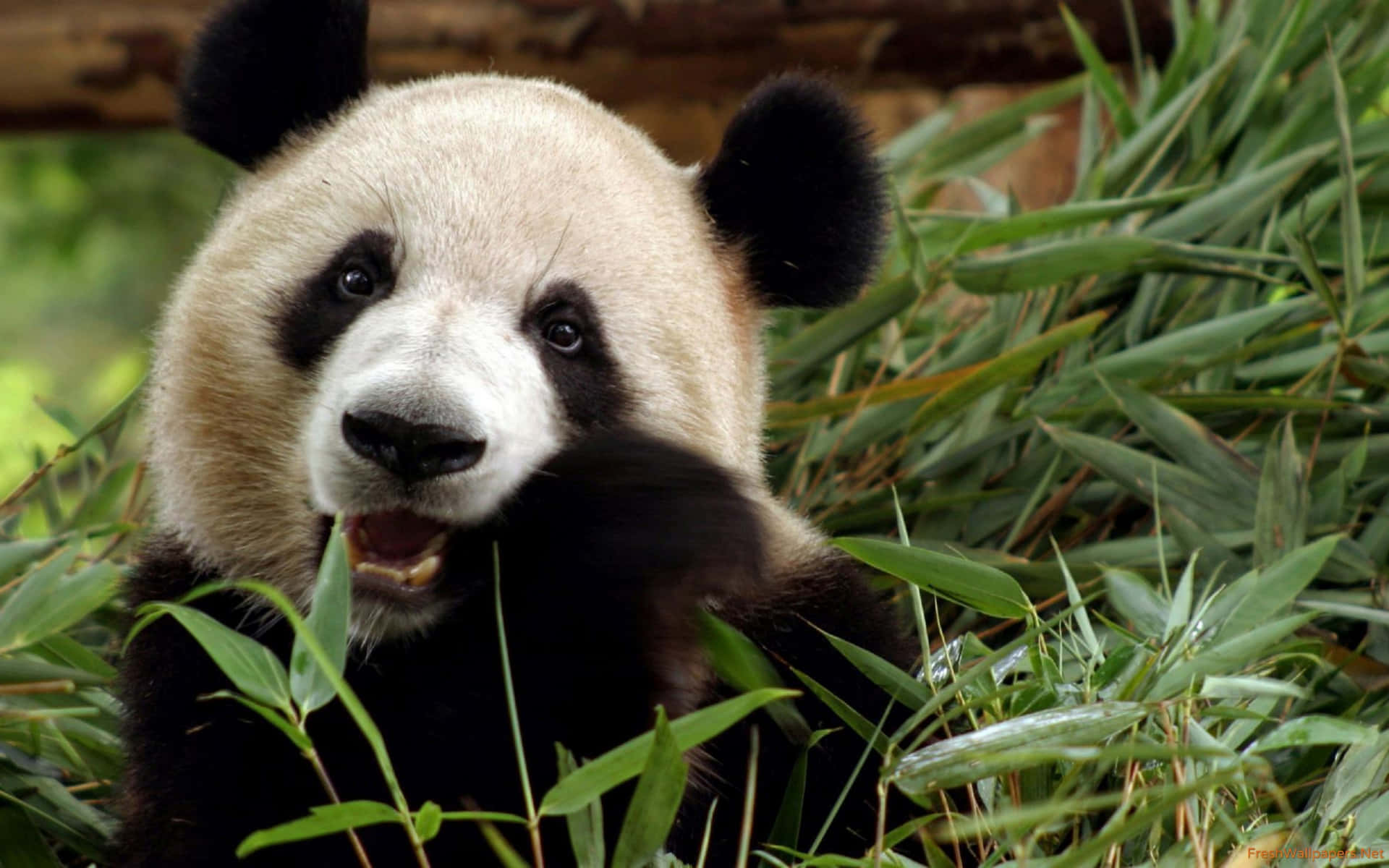 Giant Panda Eating Bamboo Background