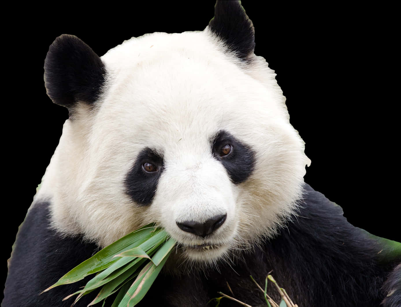 Giant Panda Eating Bamboo PNG