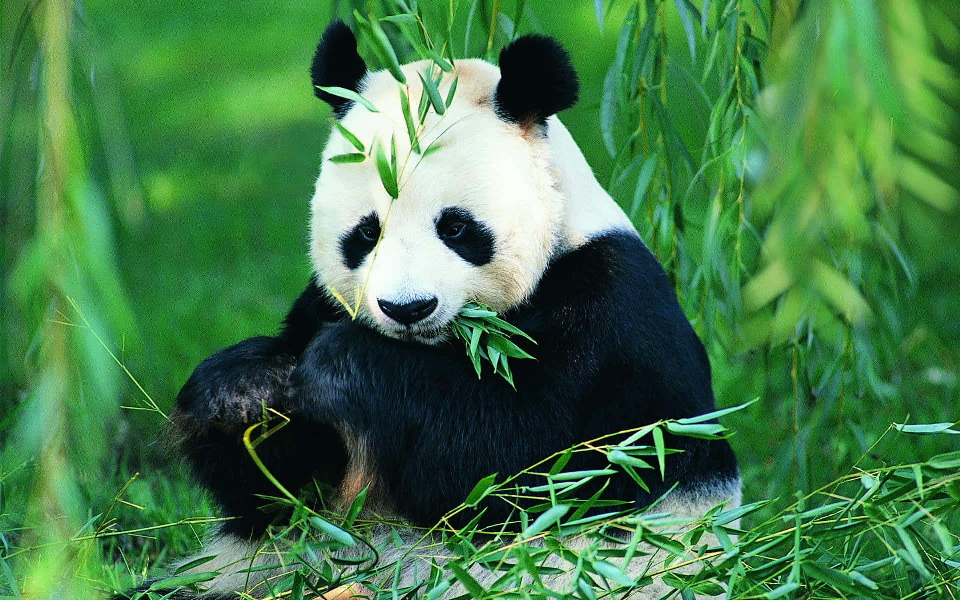 Giant Panda Eating Leaves Background