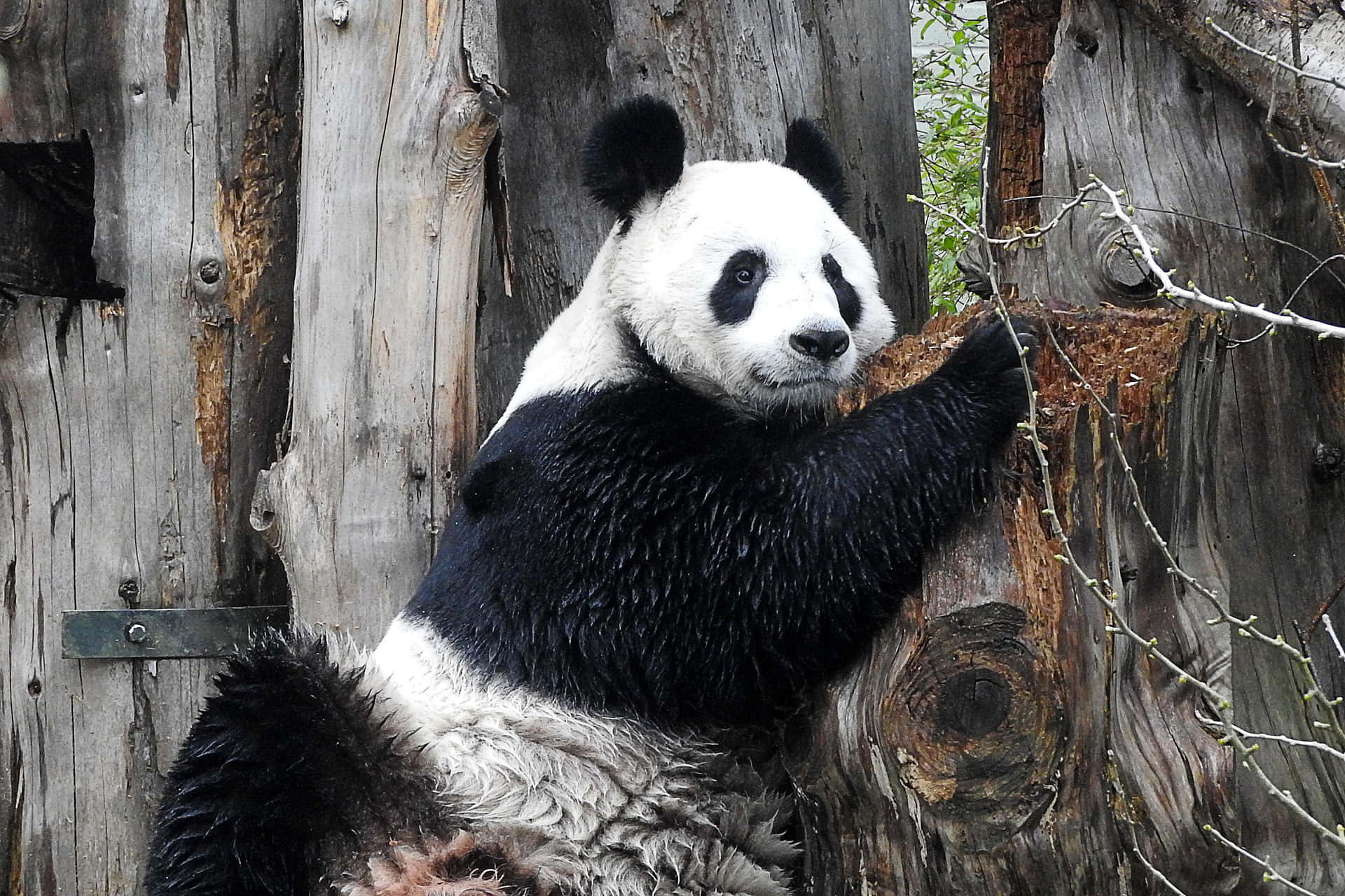 Giant Panda Gray Tree Barks Wallpaper
