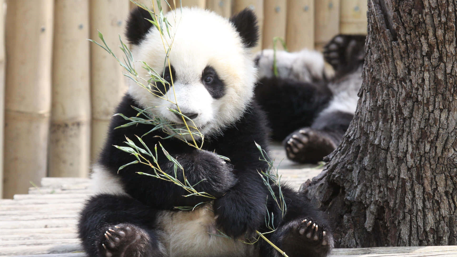 Giant Panda Holding Bamboo Branch Background