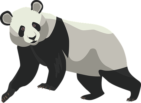 Giant Panda Illustration PNG