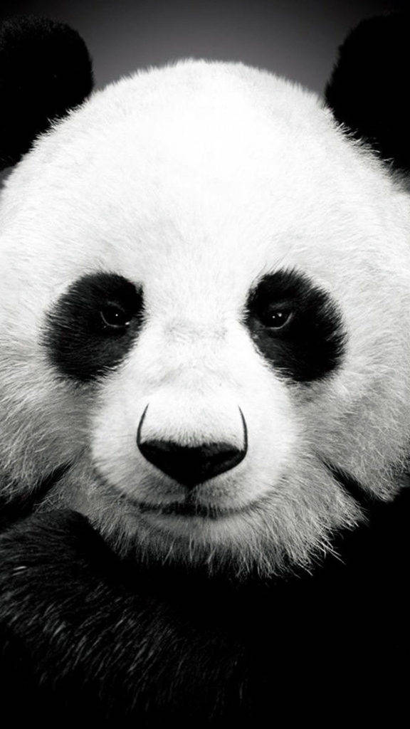 Download Giant Panda Iphone 6 Wallpaper 