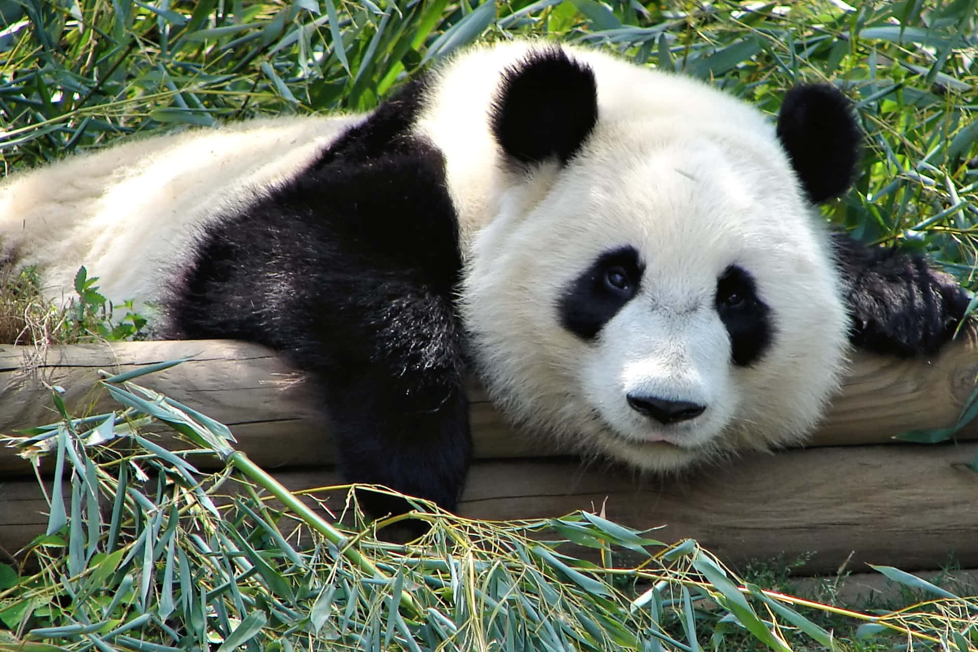 Giant Panda Logs With Bamboos Background