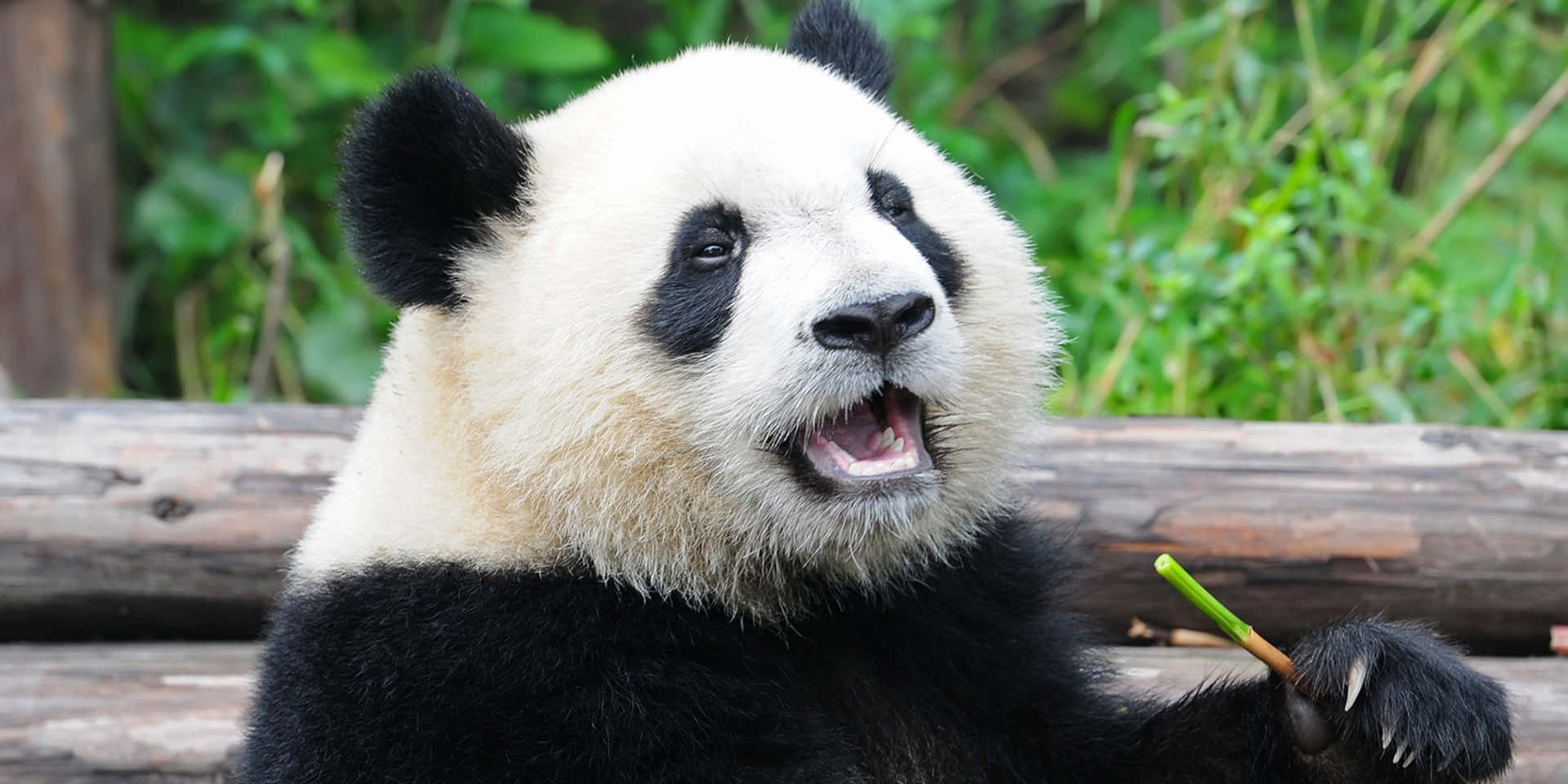 Giant Panda Opening Mouth Wallpaper