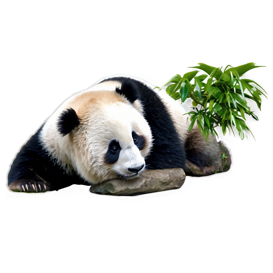 Giant Panda Photo Png 78 PNG
